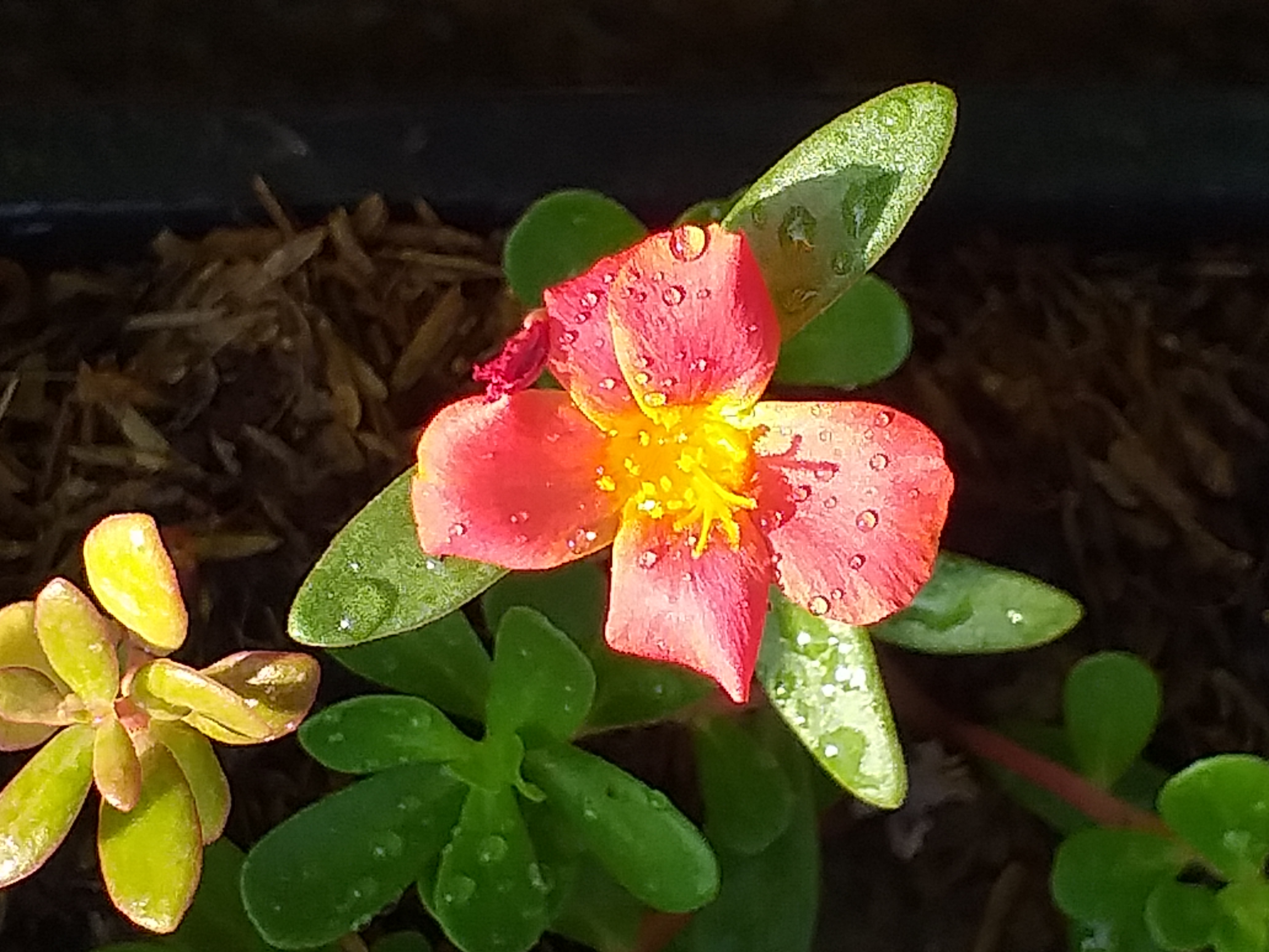my garden203.jpg