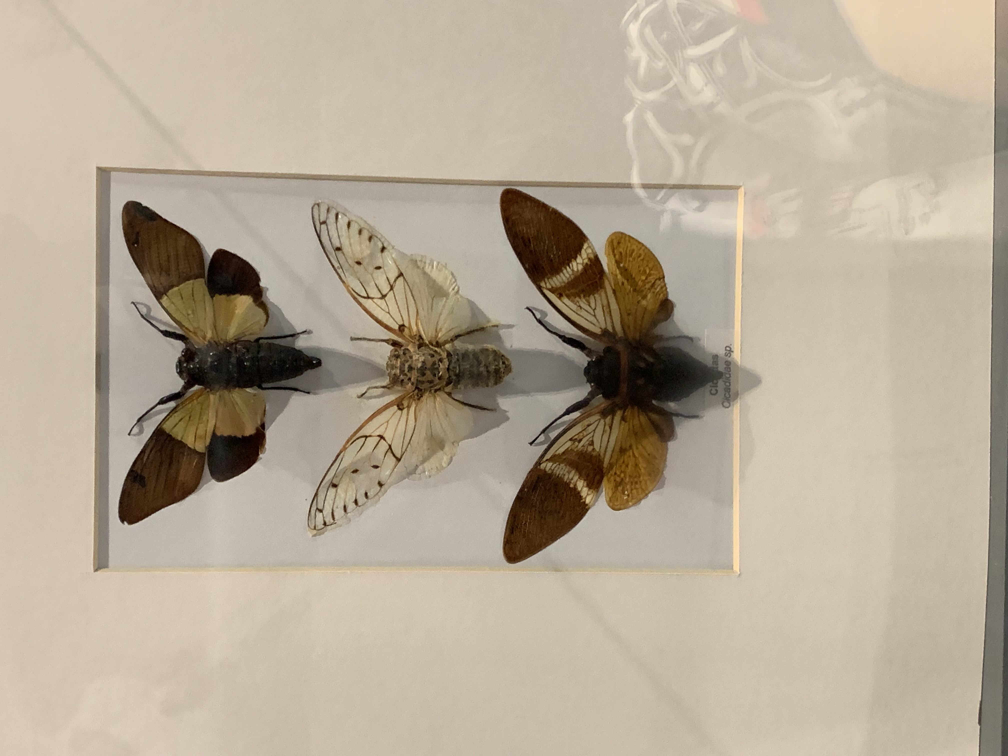 Bangkok Butterfly Garden & Insectarium101.jpg