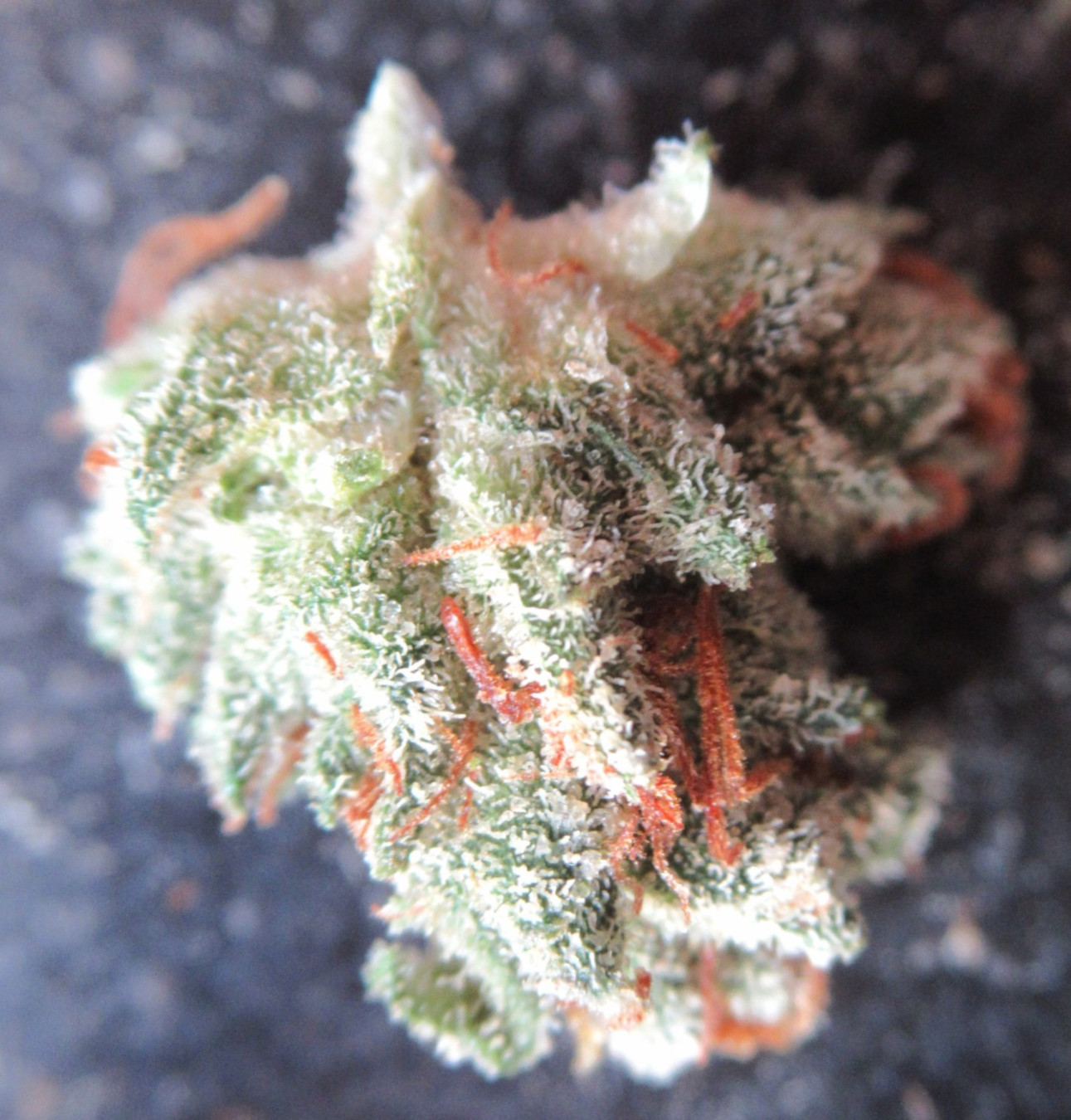 microsplitnugtopssy.jpg