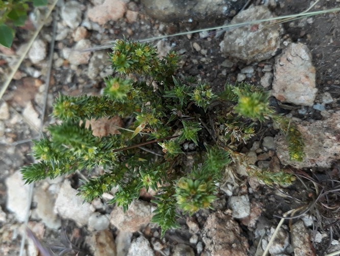 crassula lanceolata v transvaalensis.jpg