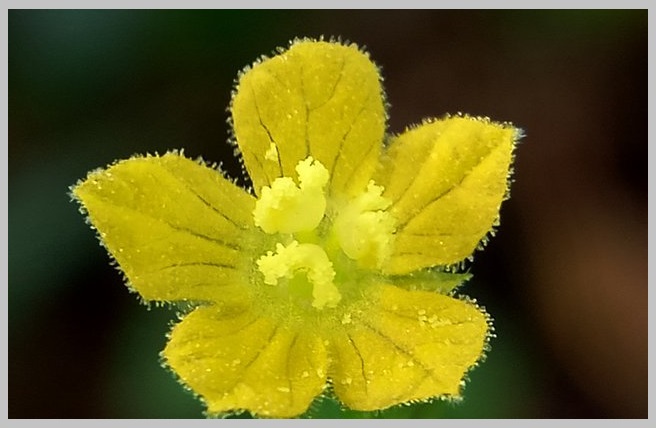 @natural-steemit.jpg