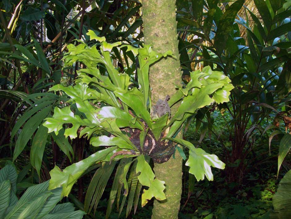 Asplenium-nidus-Cristatum.jpg