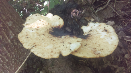 dryads-saddle-sm.png