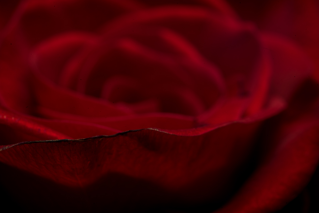03-06-2018-flowers-rode-roos-05620.jpg