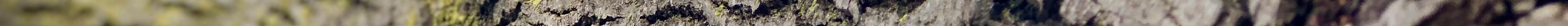 IMG_1564 2.jpeg