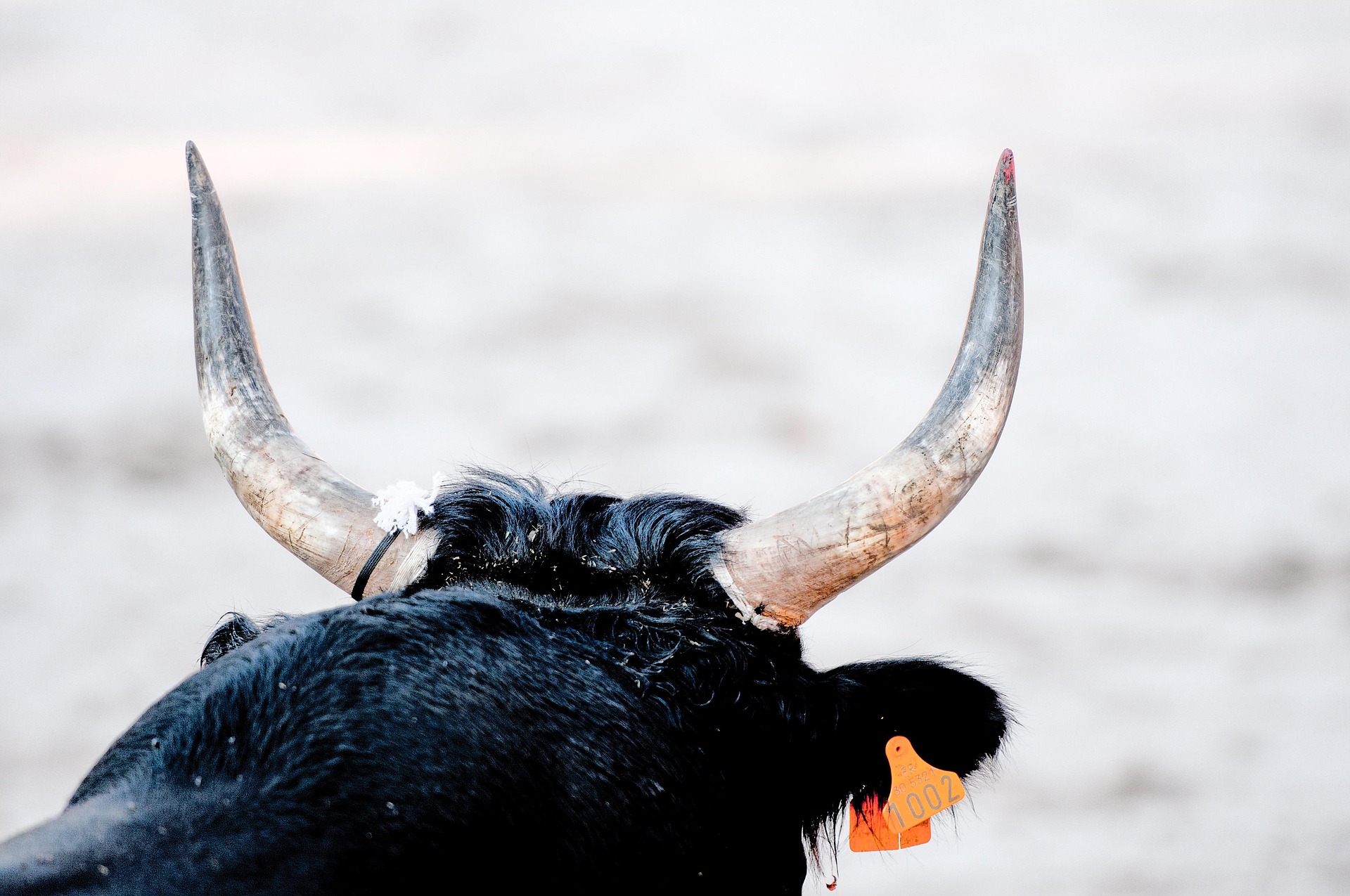 caropat-bull-races-1949977_1920.jpg