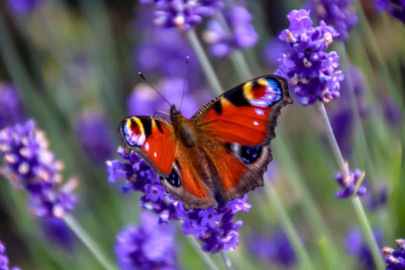 butterfly-header-810x540.jpg