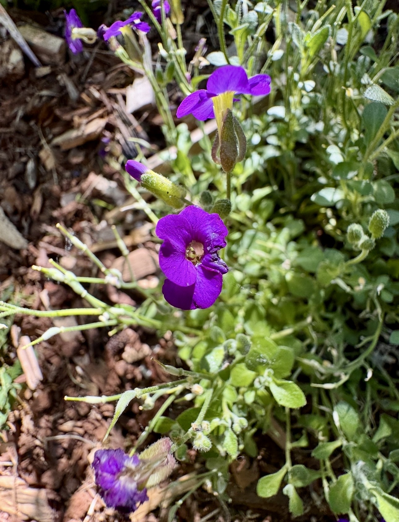 IMG_7175.jpg