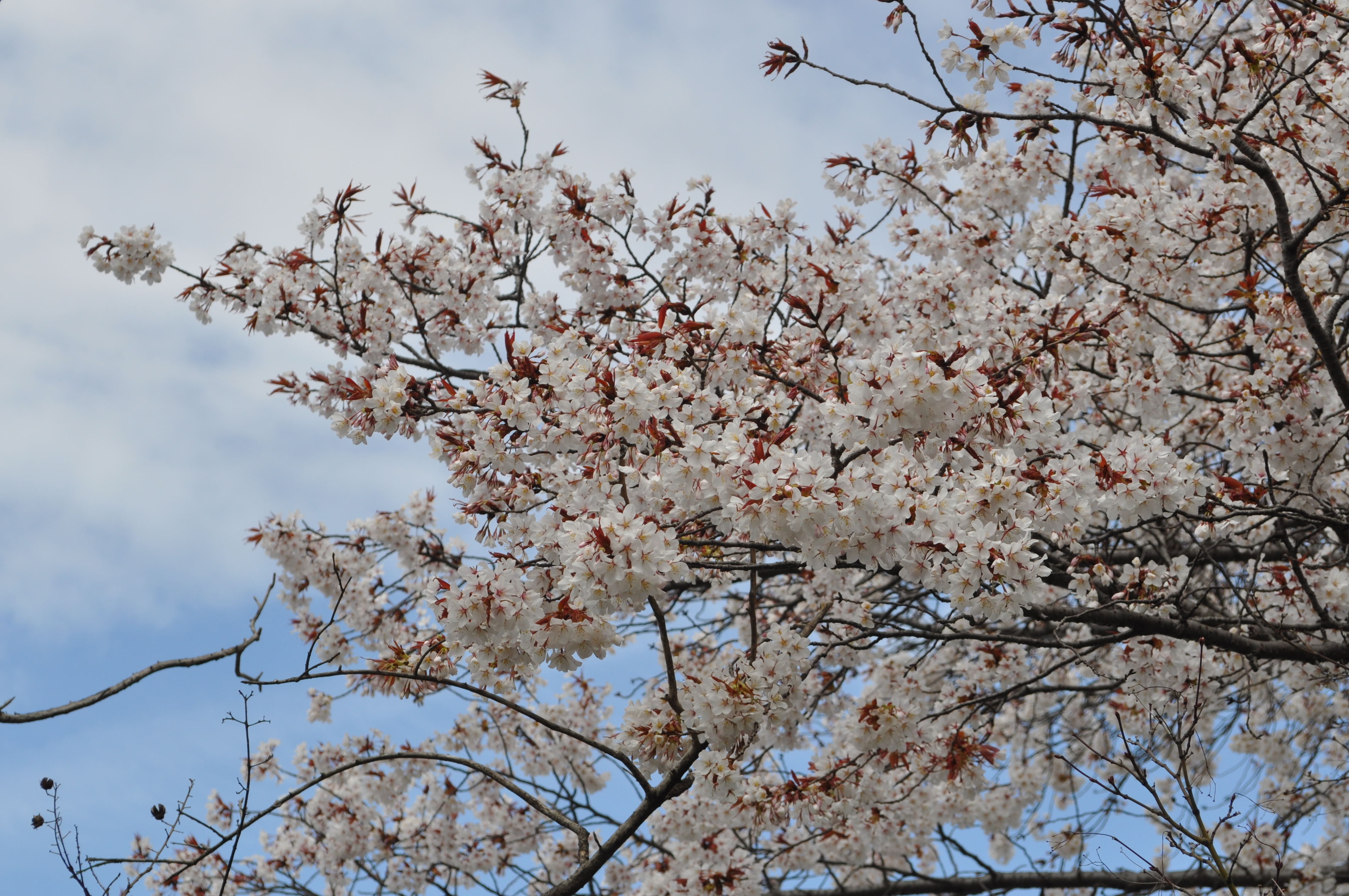 DSC_0038.JPG