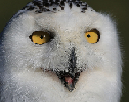 regularowl