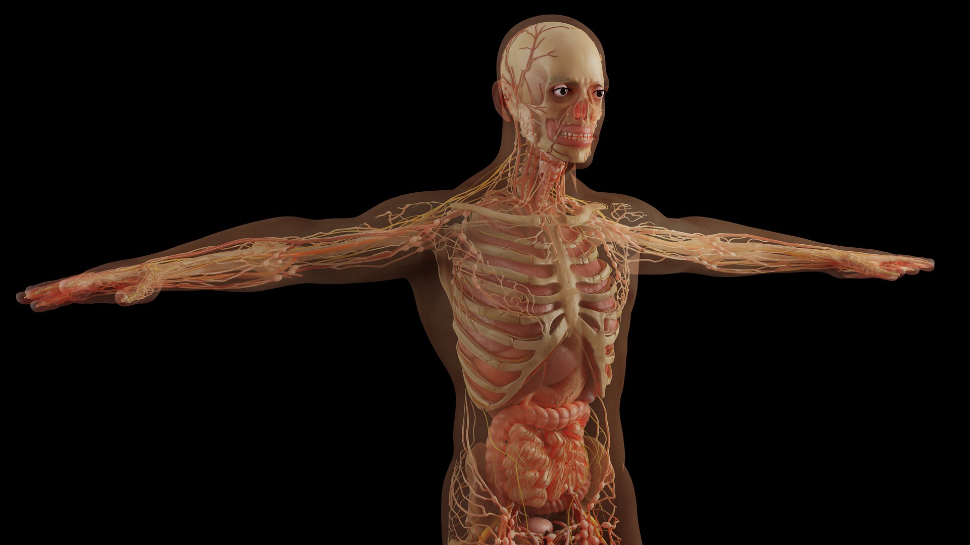 anatomy-gbdf567d25_1920.jpg