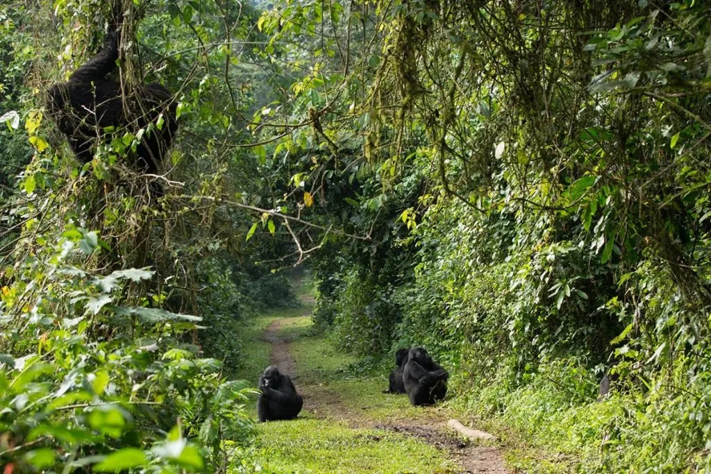 What to wear for gorilla hiking Rwanda experience.jpg