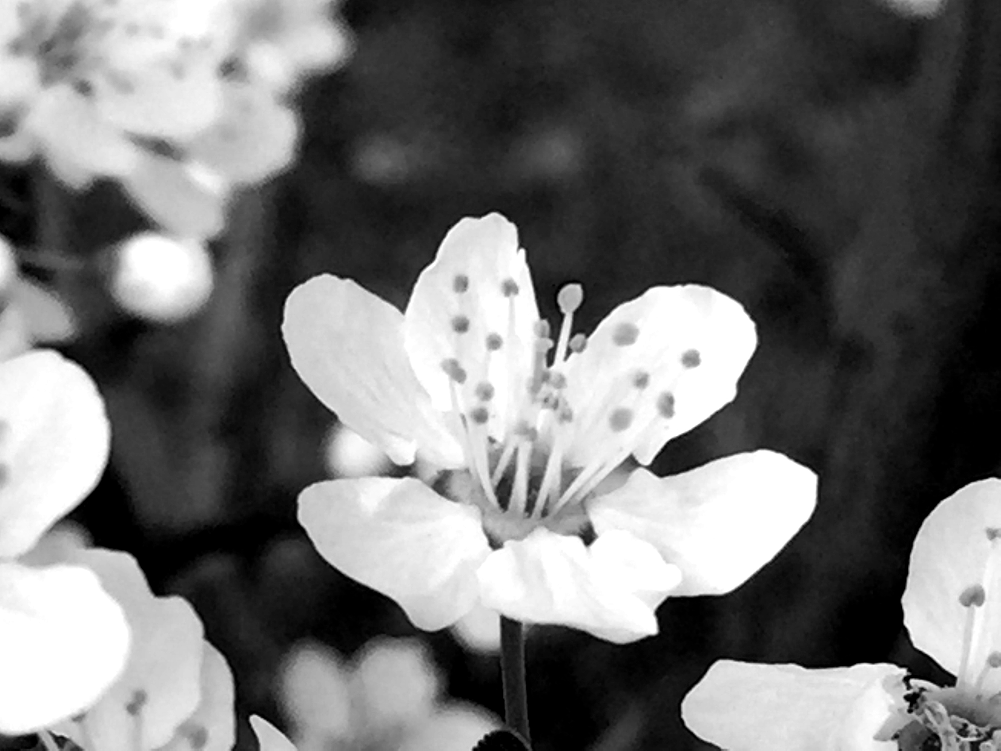 IMG3082BWkor.JPG