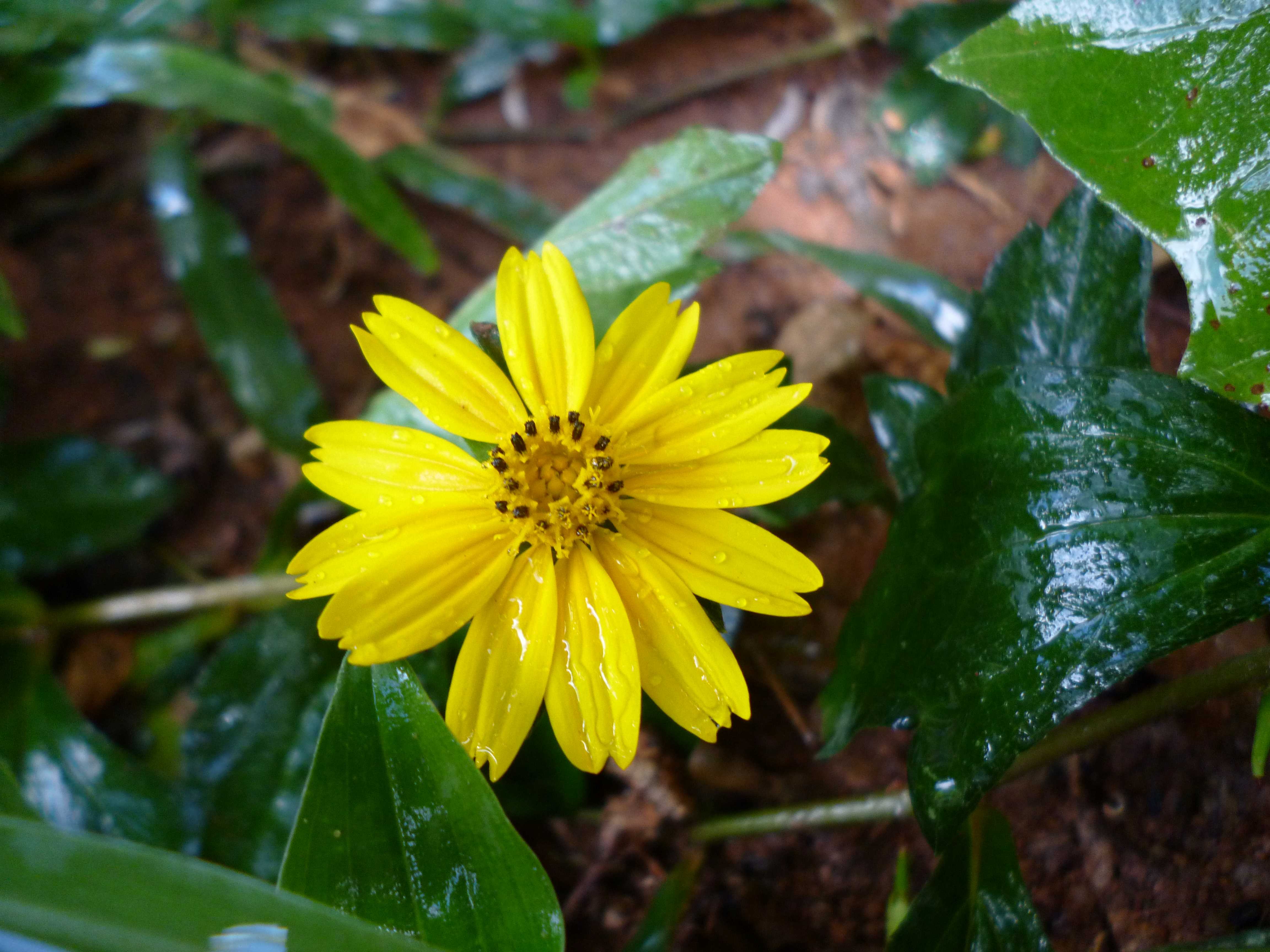 Flor-t.jpg