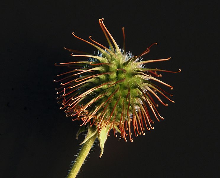 744px-Bur_Macro_BlackBg.jpg
