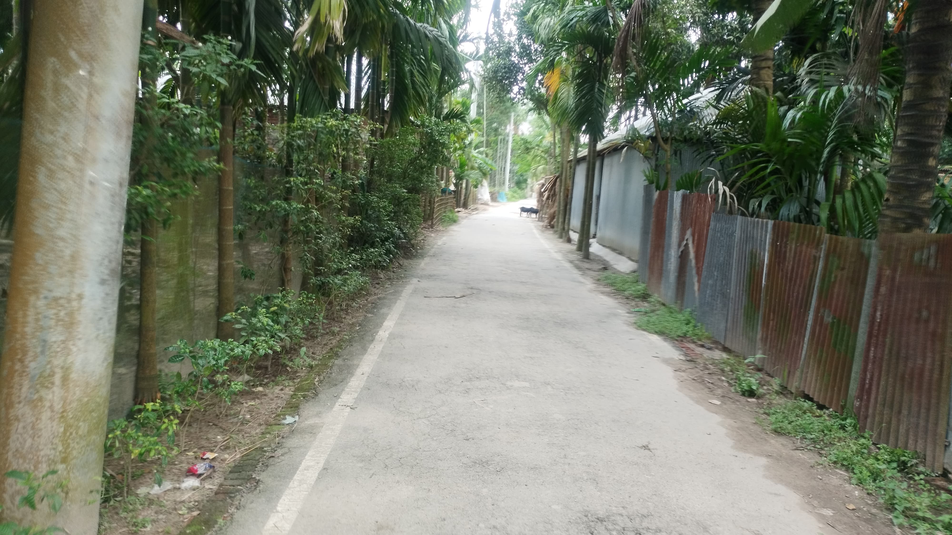 49511.jpg