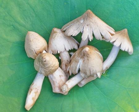23026542-termite-mushroom-yearly-in-local-thailand.jpg