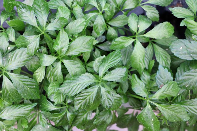 unsterblichkeitskraut-jiaogulan-gynostemma-pentaphyllum-4415.jpg