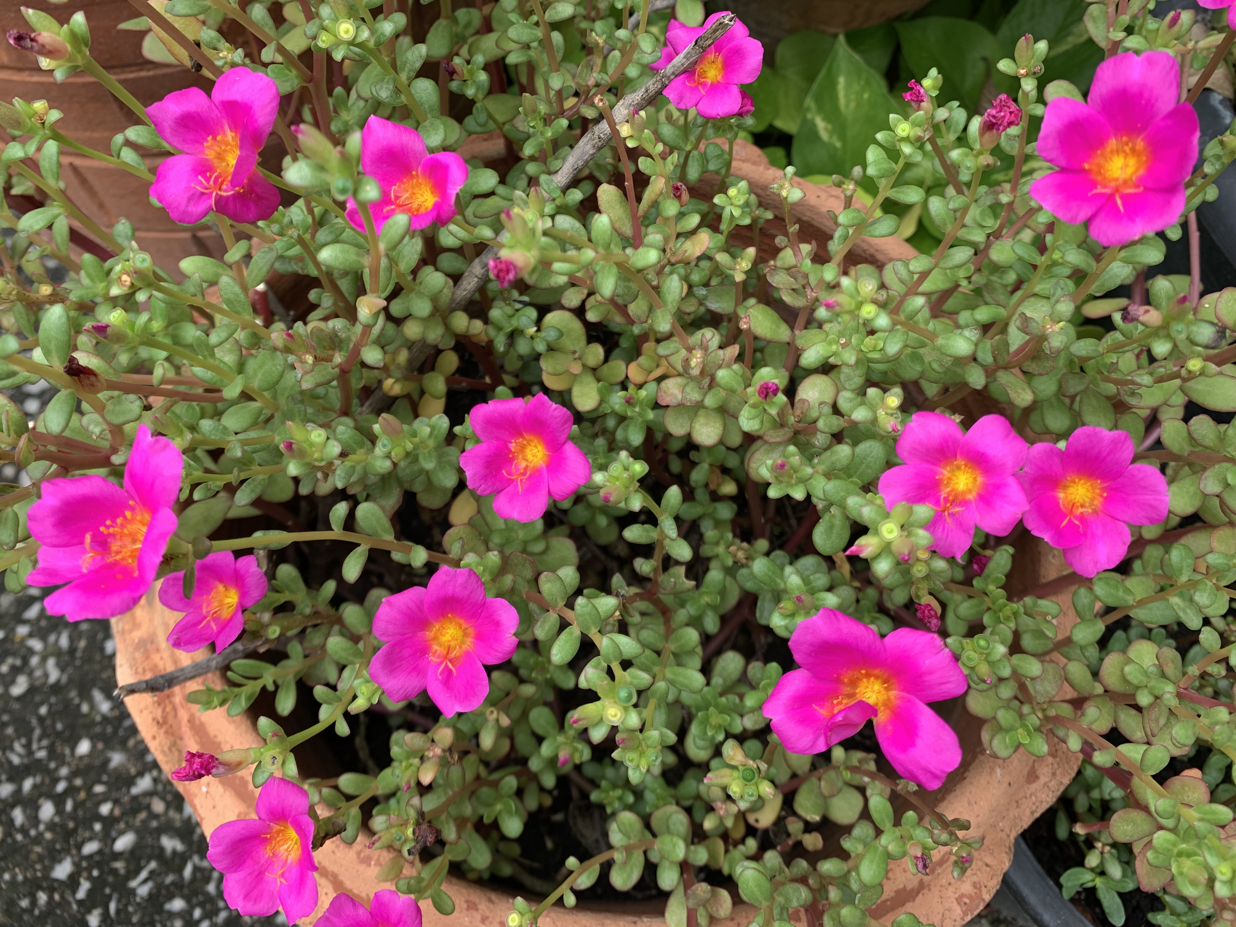 my little garden16.jpg
