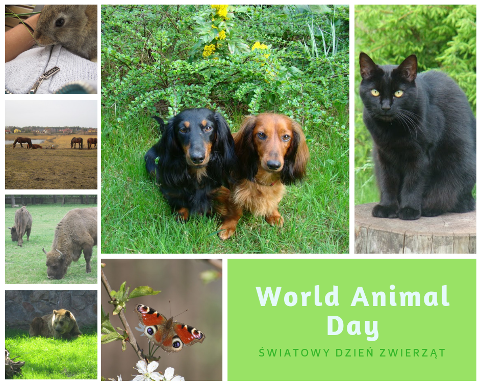 World Animal Day.png