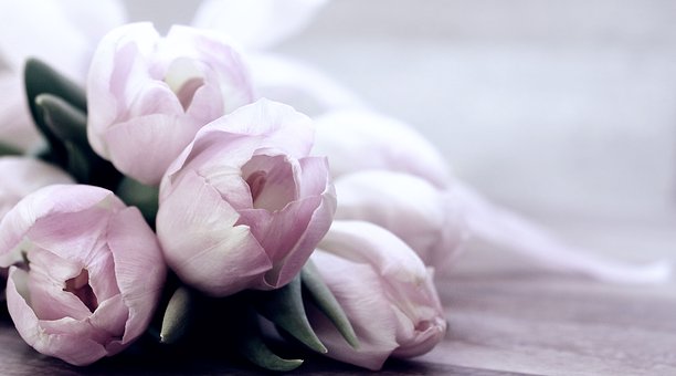tulips-4072214__340.jpg