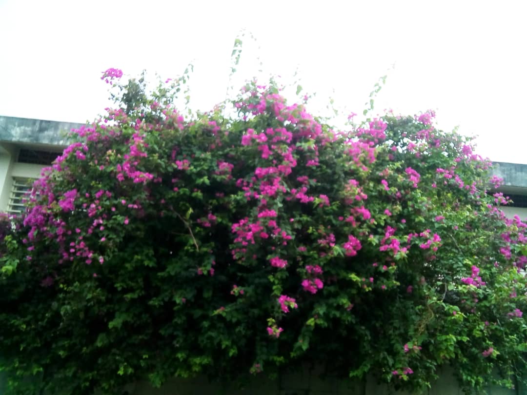 WhatsApp Image 2021-06-03 at 10.02.13 AM (1).jpeg