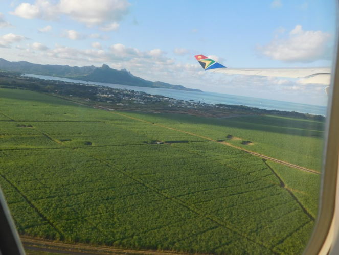 Sea of sugar cane