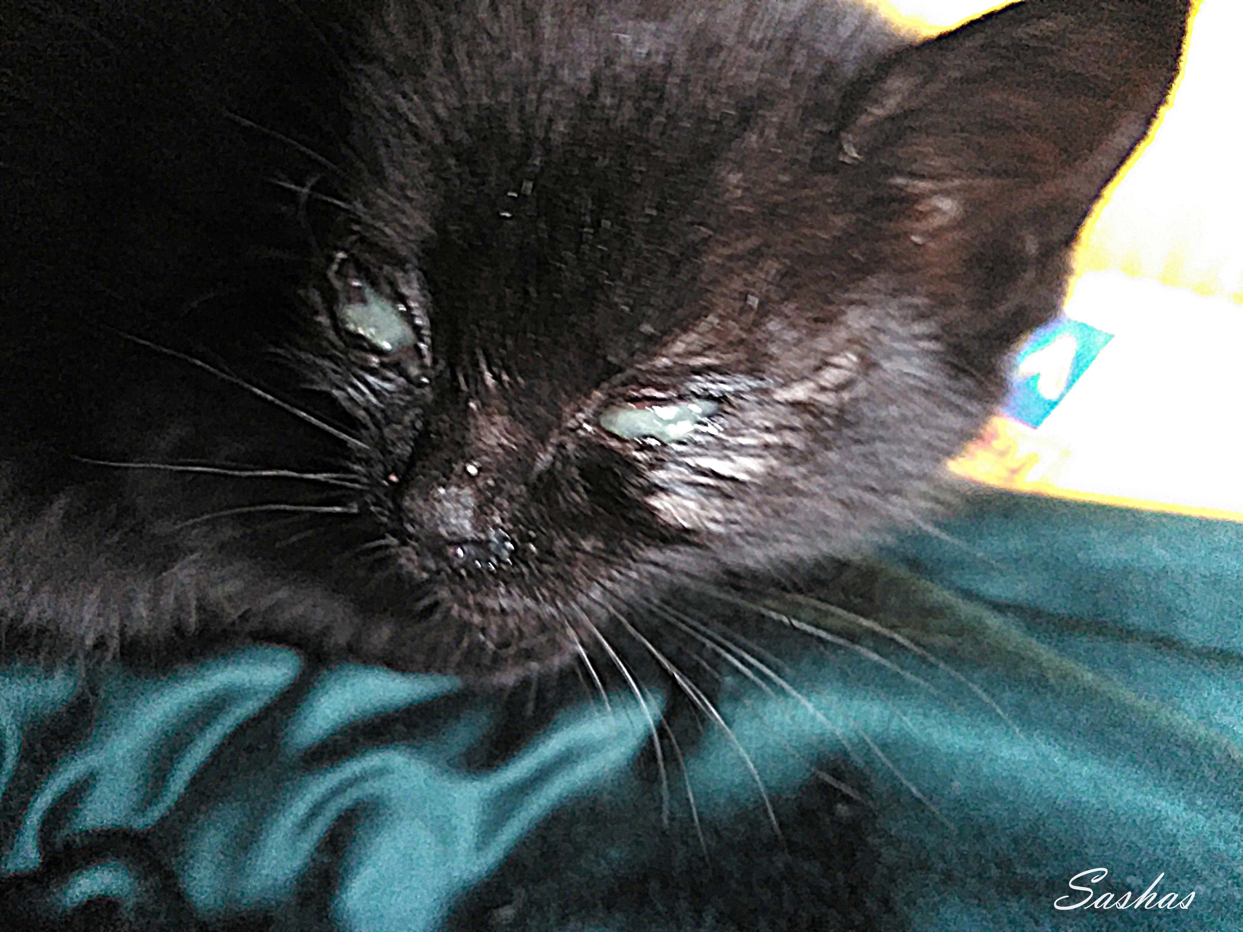 coco-1.jpg