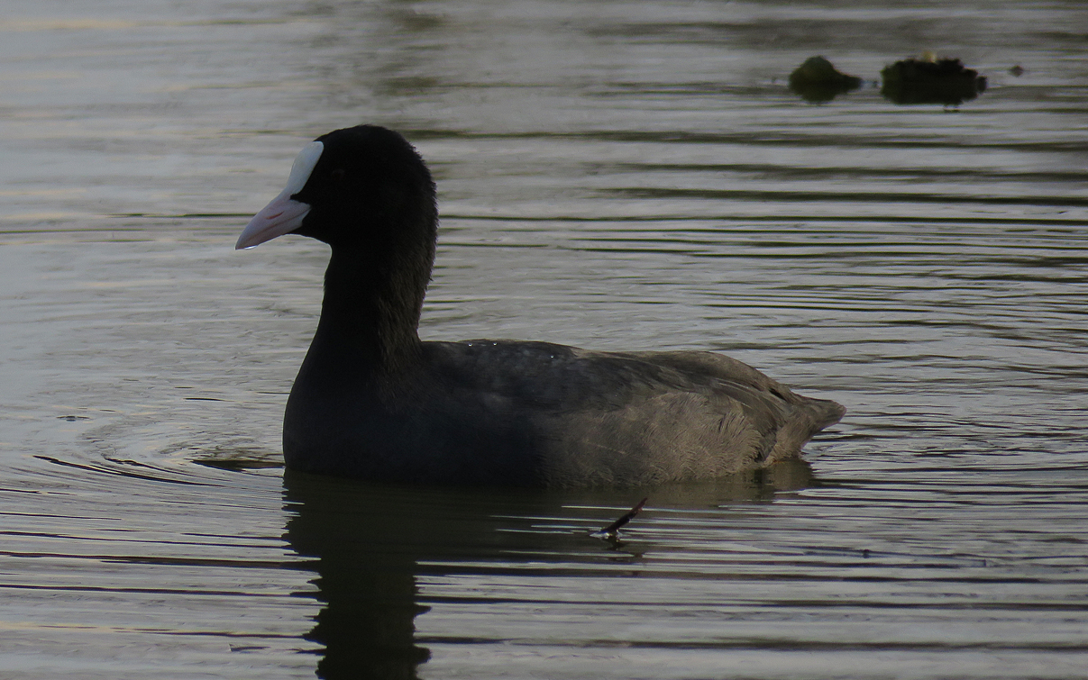 IMG_9866 malo.jpg
