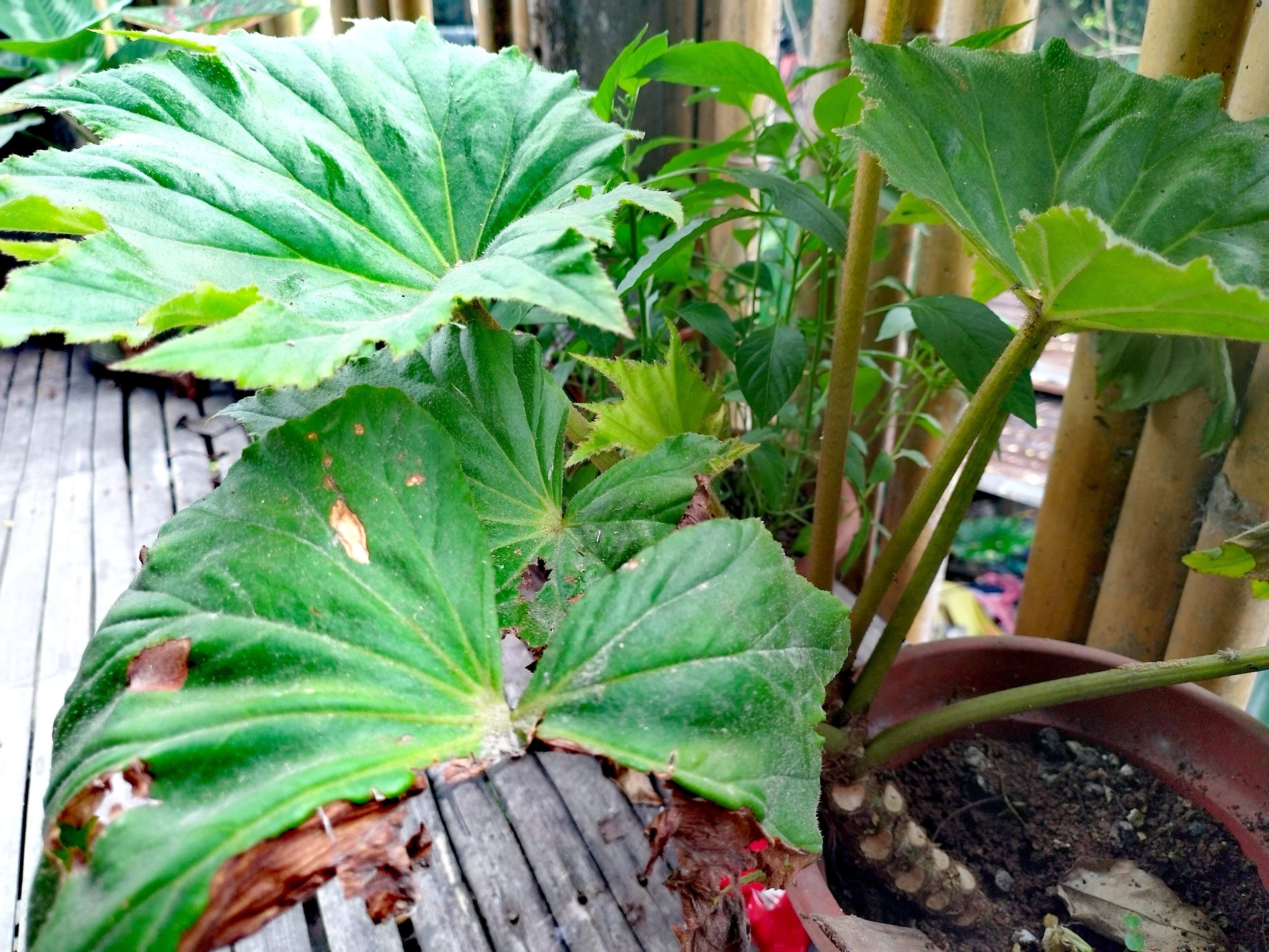 IMG_20260220_115942.jpg