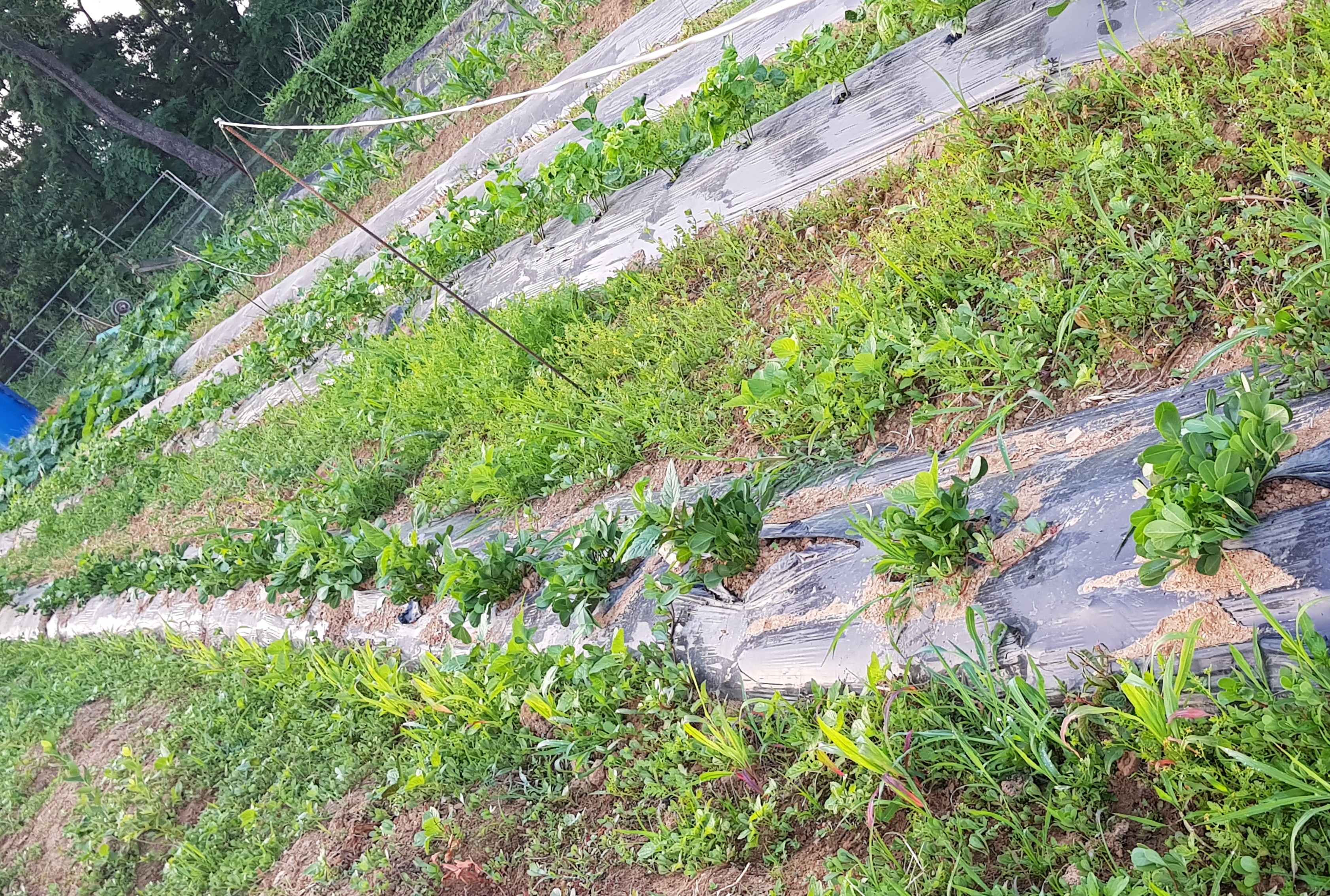 20190619_020327.jpg
