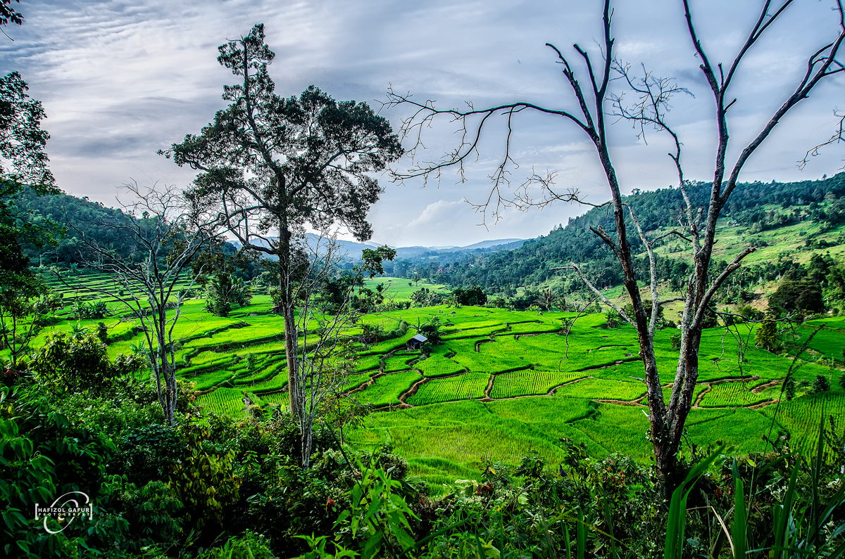 Landscape2.jpg