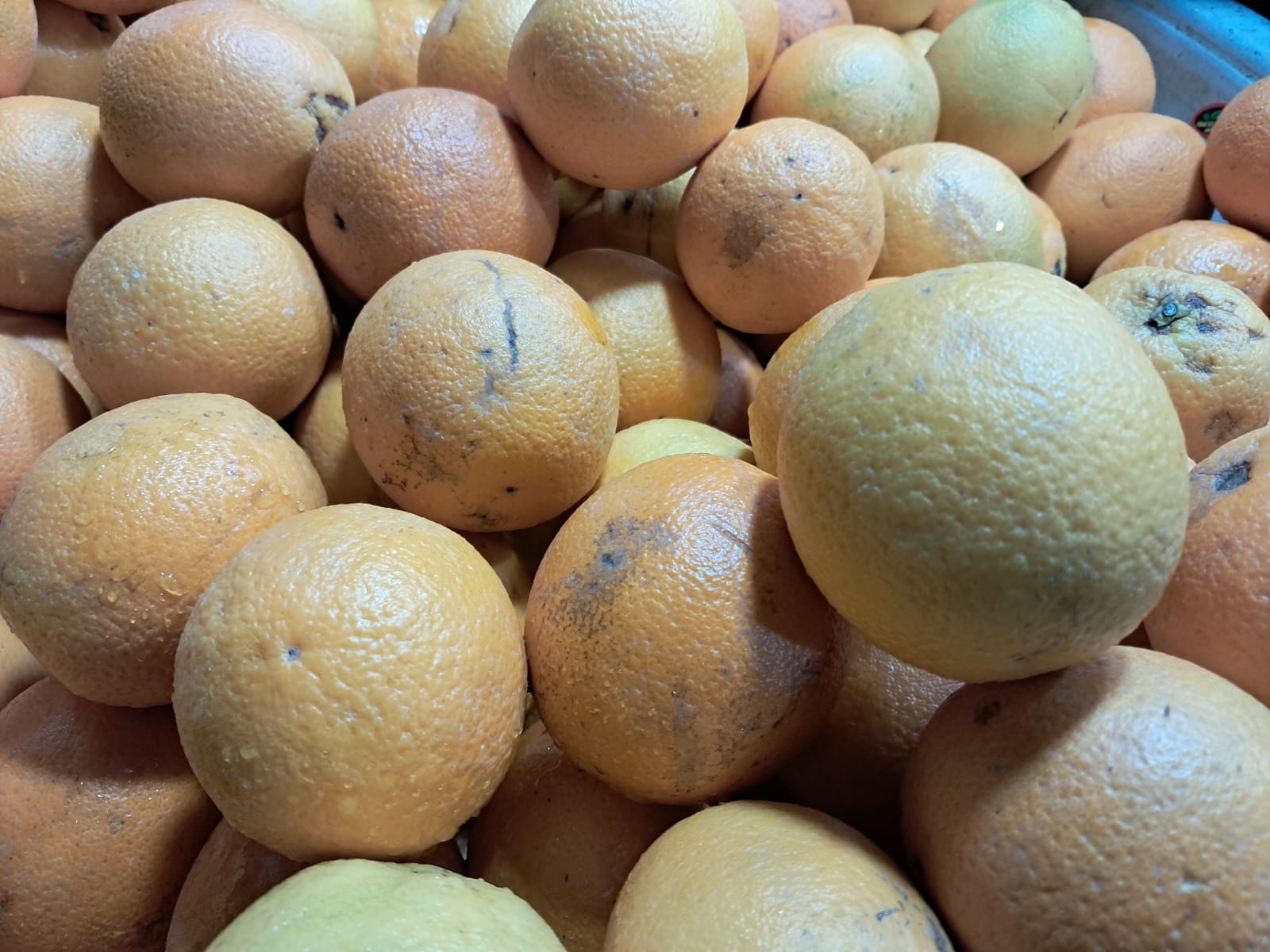 WhatsApp Image 2024-07-08 at 12.41.00 PM (1).jpeg