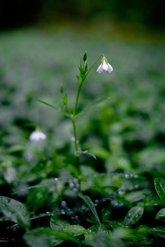 flower on aclearing in a rainy forest original photography by fraenk