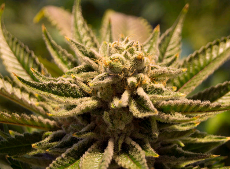 топ семян марихуаны