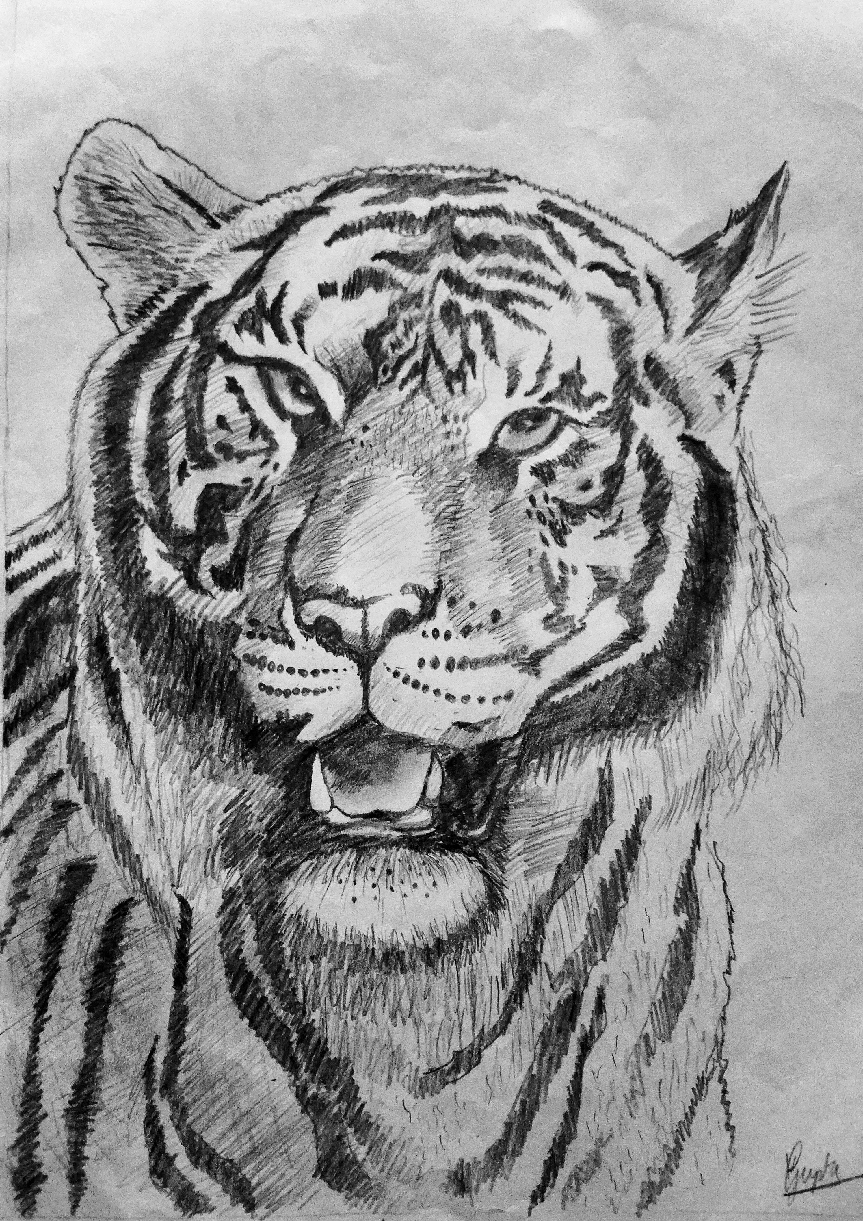 Sketching of a Tiger (fun fact: Its national animal of India) — Steemit