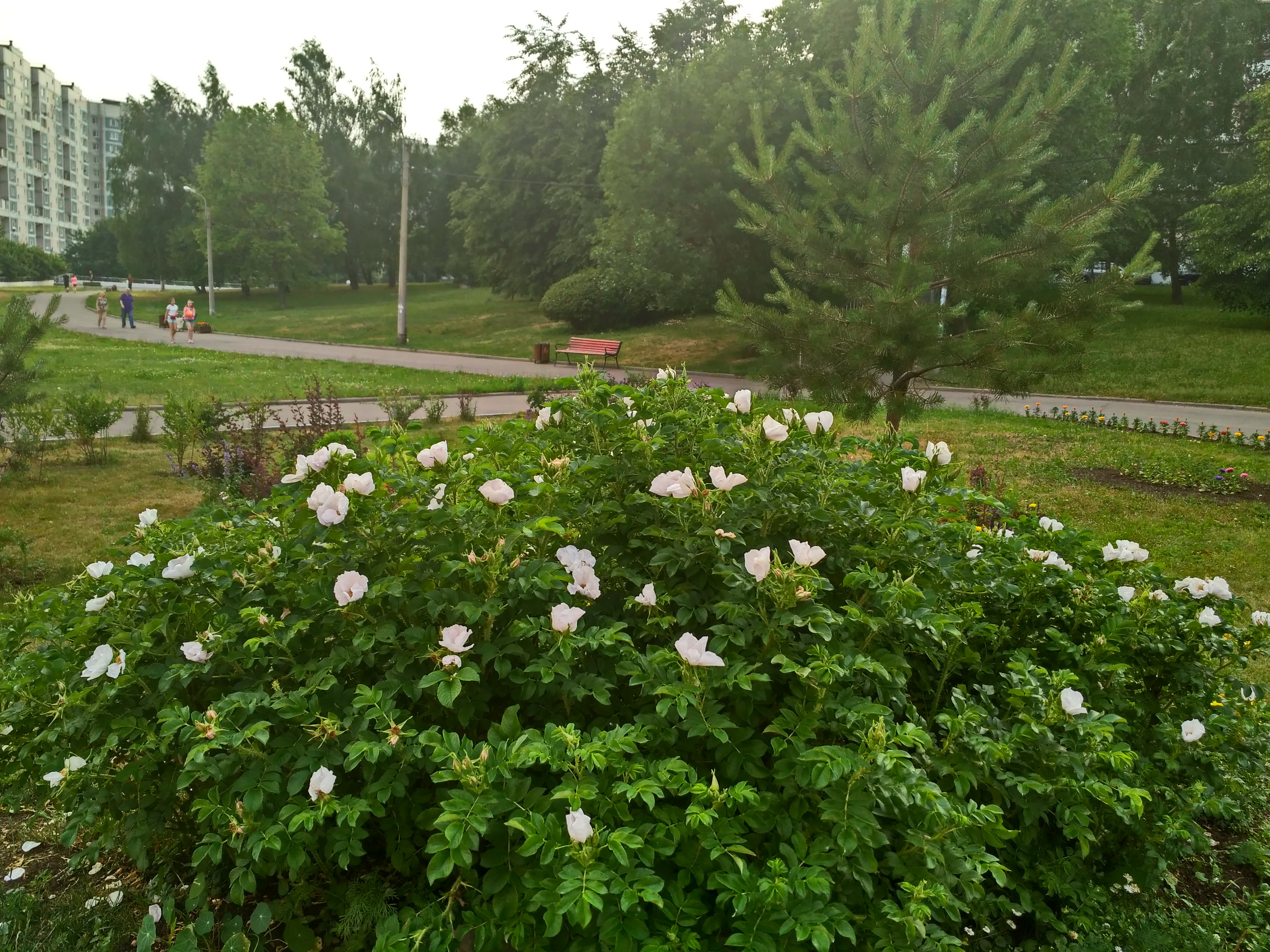 IMG_2019-06-09_182055_HDR.jpg