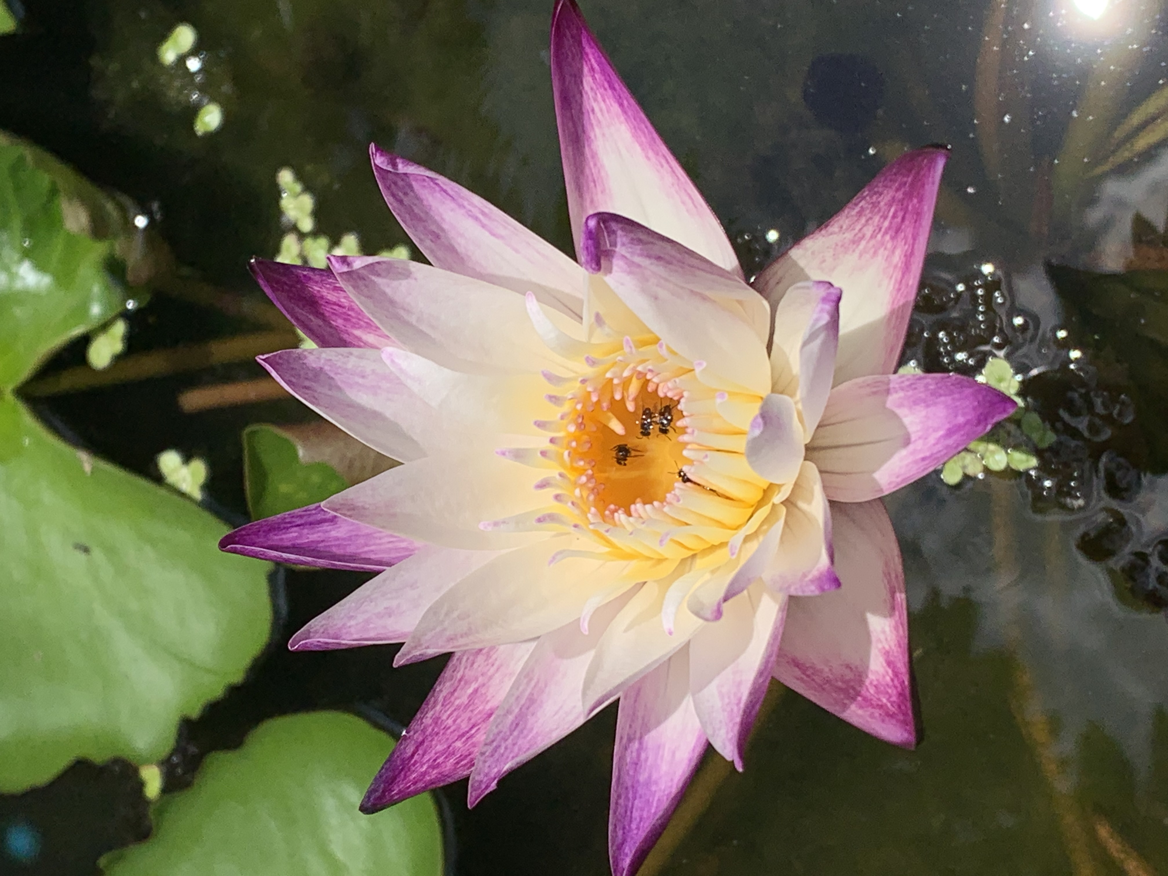 lotus flower16.jpg