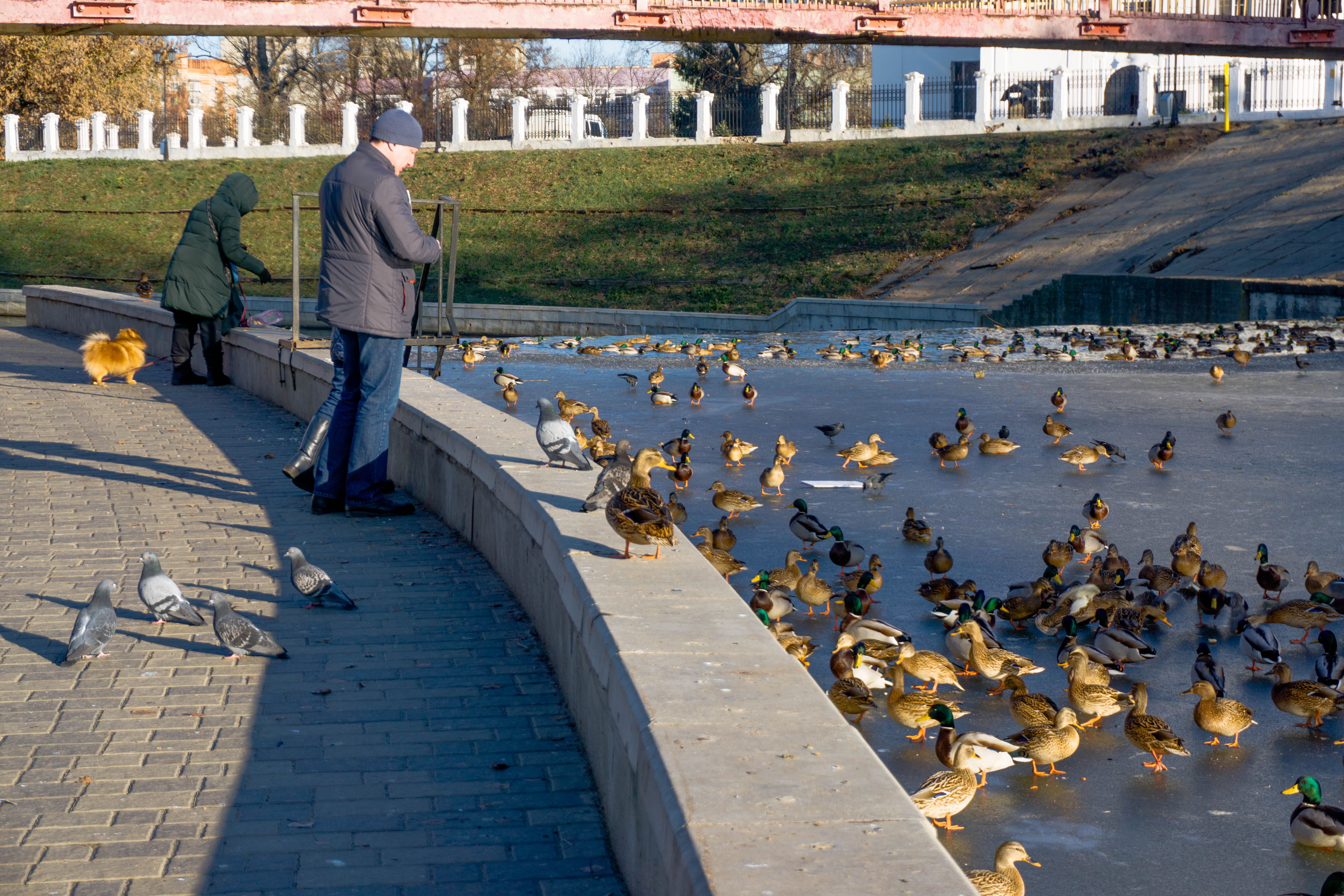 Утки В Парке Фото