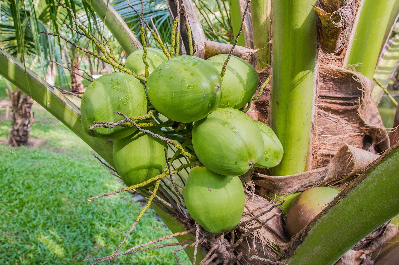 coconut-1036198_1280.jpg