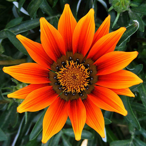 10-flower-in-naran-pakistan.jpg