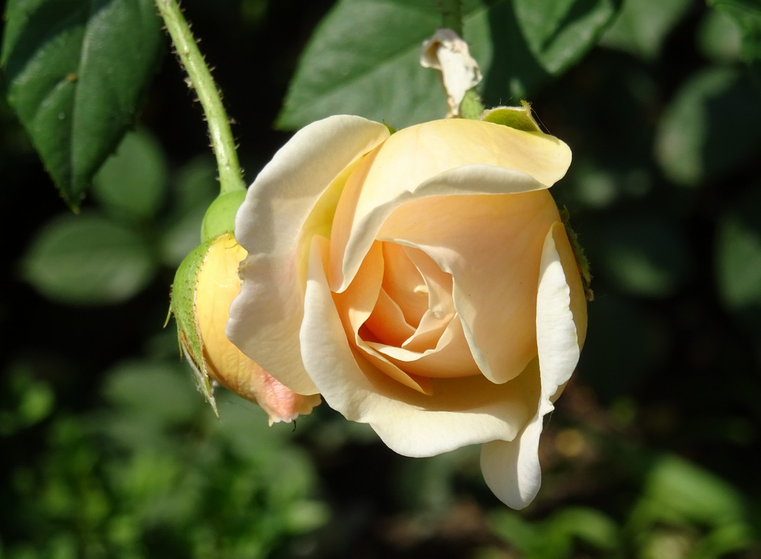 DSC00736.JPG