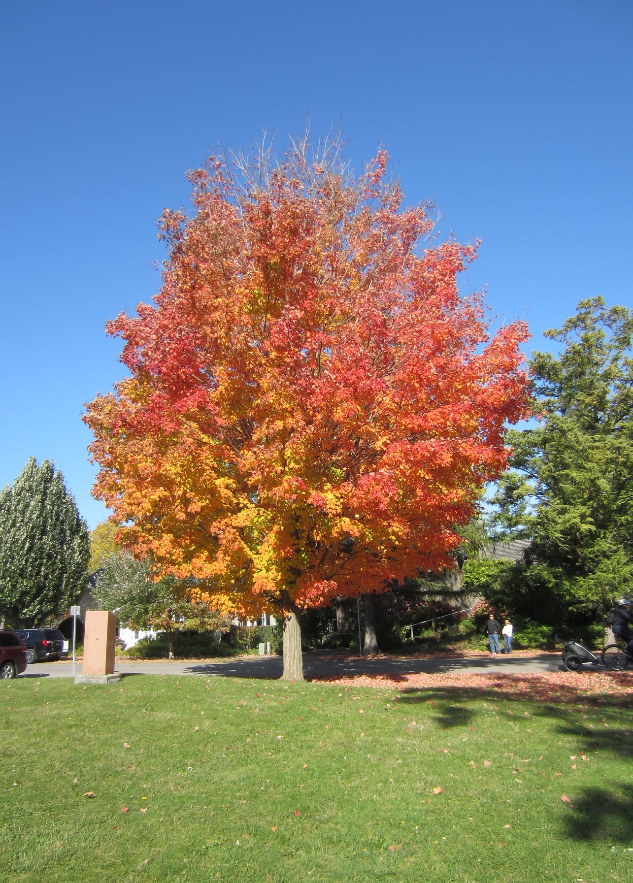 notl.jpg