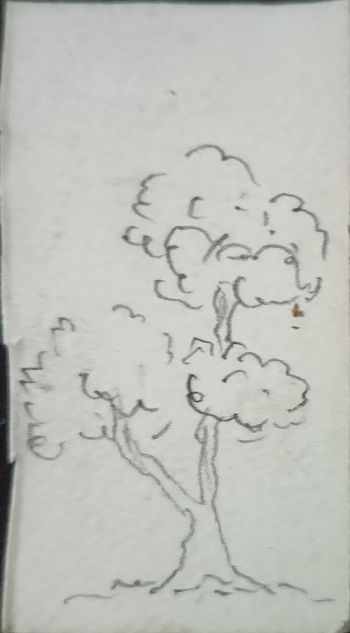 forest.jpg