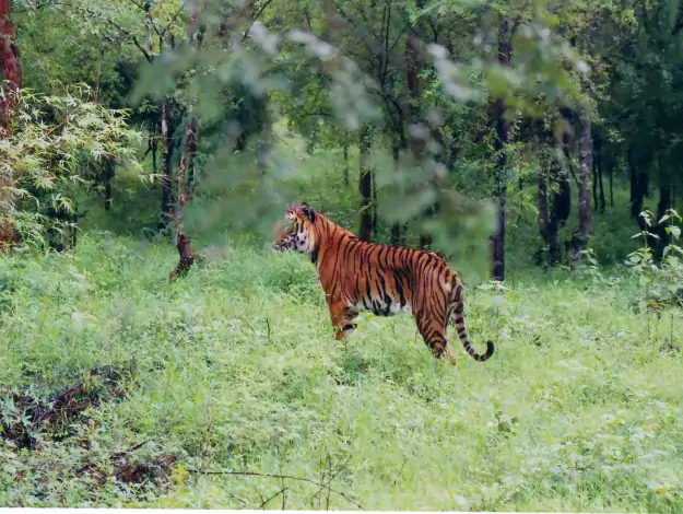 Indian_Tiger_at_Bhadra_wildlife_sanctuary-625x470.webp