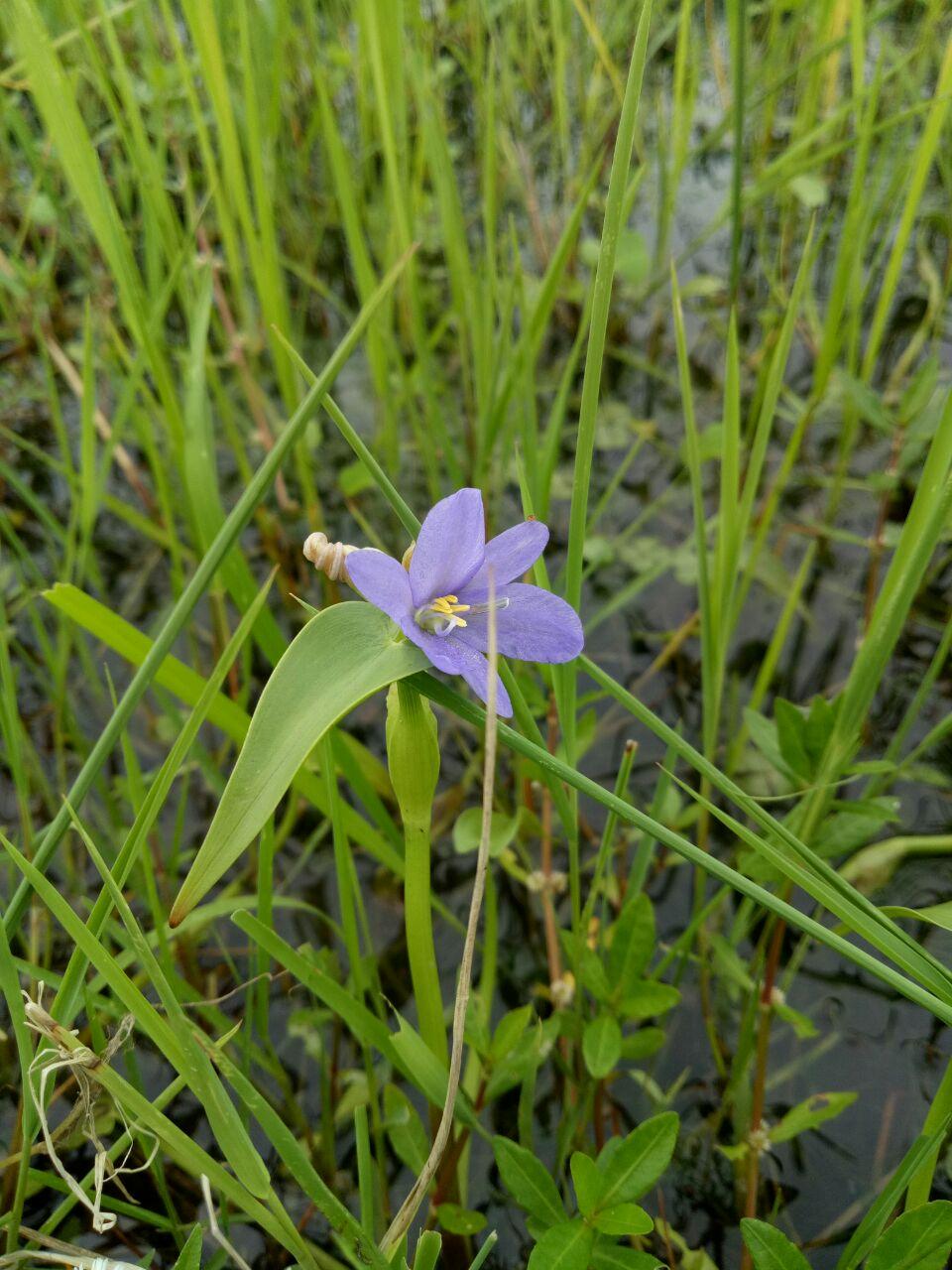 Flower In Lake.jpg
