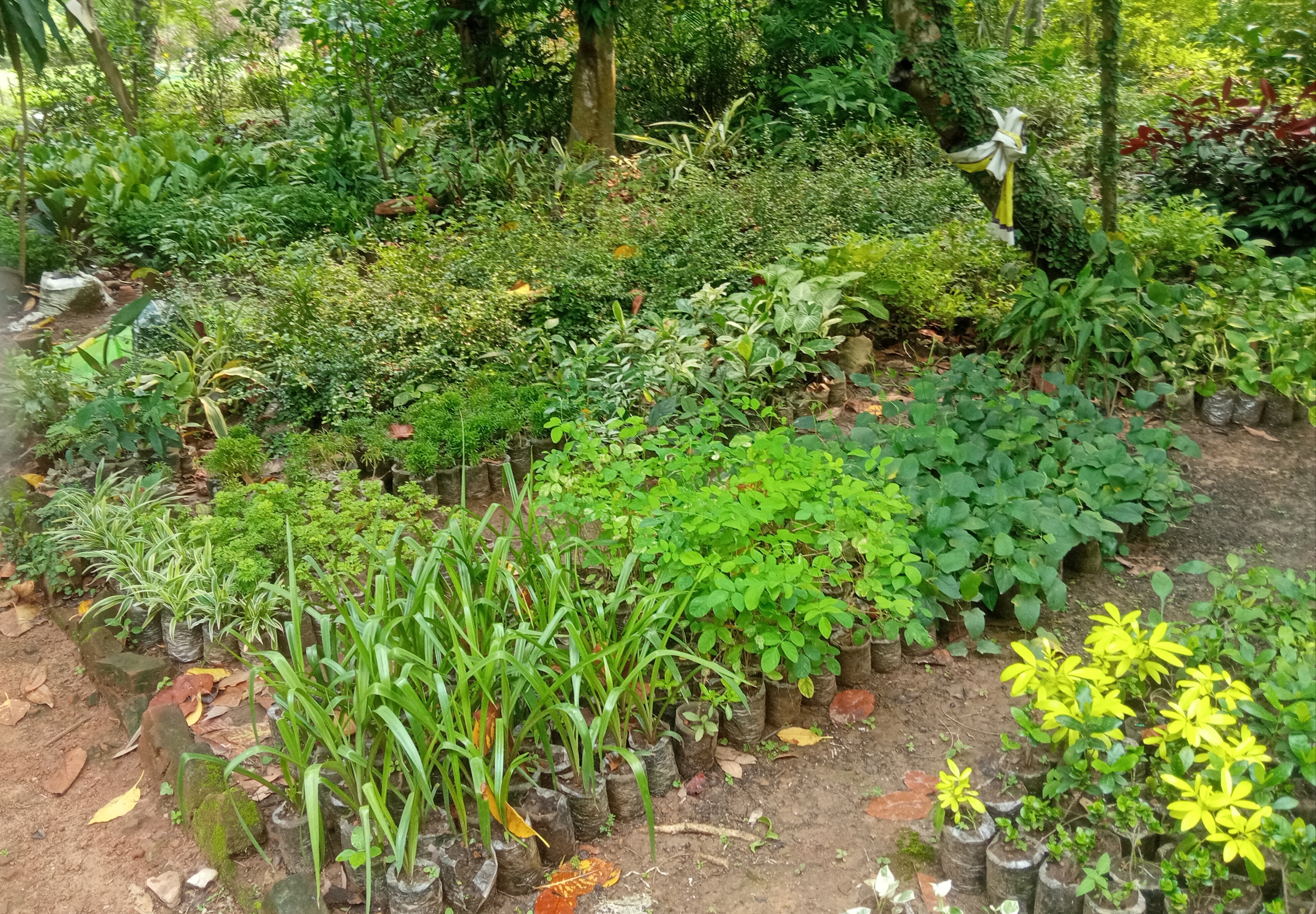 IMG_20260617_103649.jpg