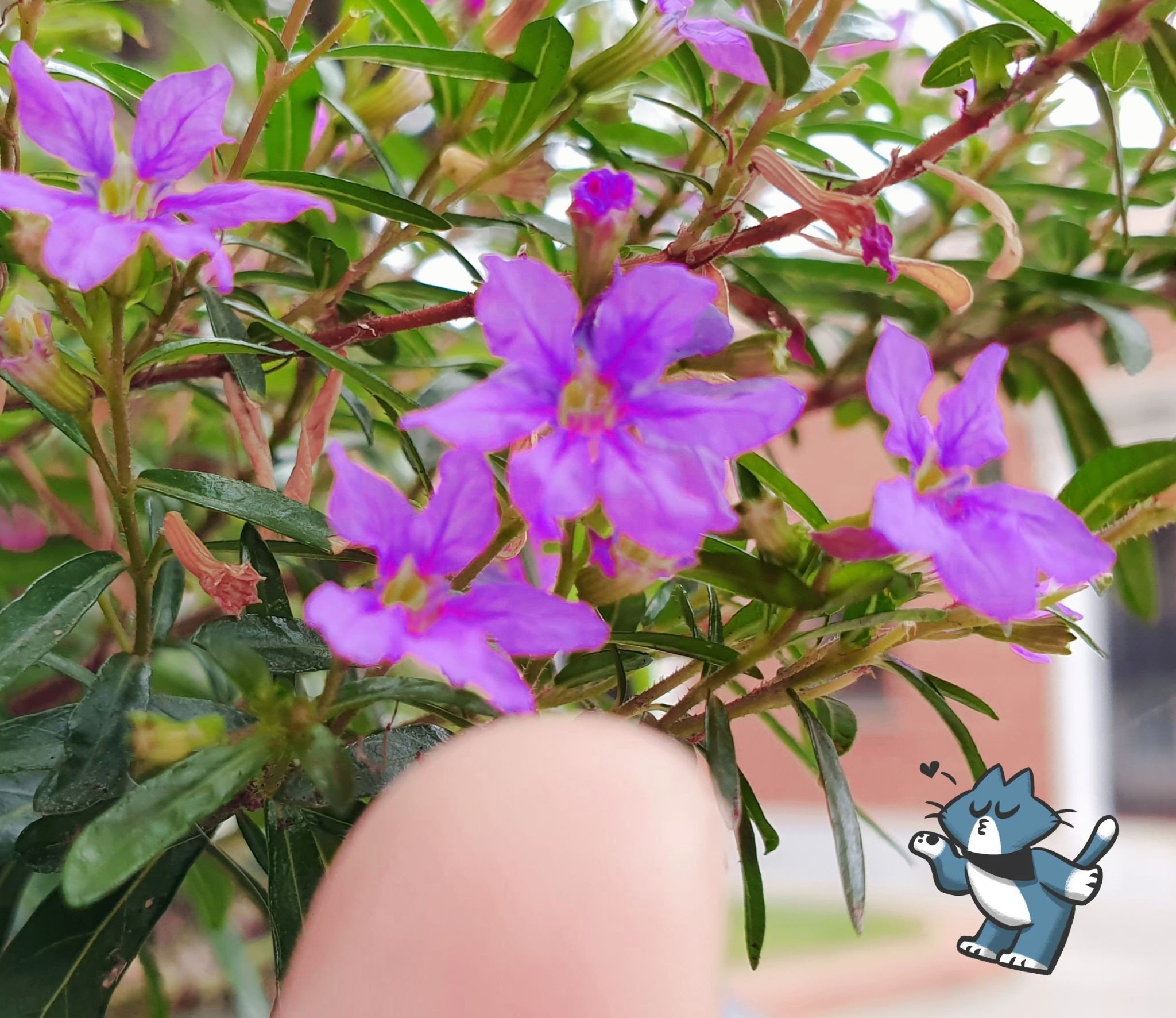 lil-purple.jpeg