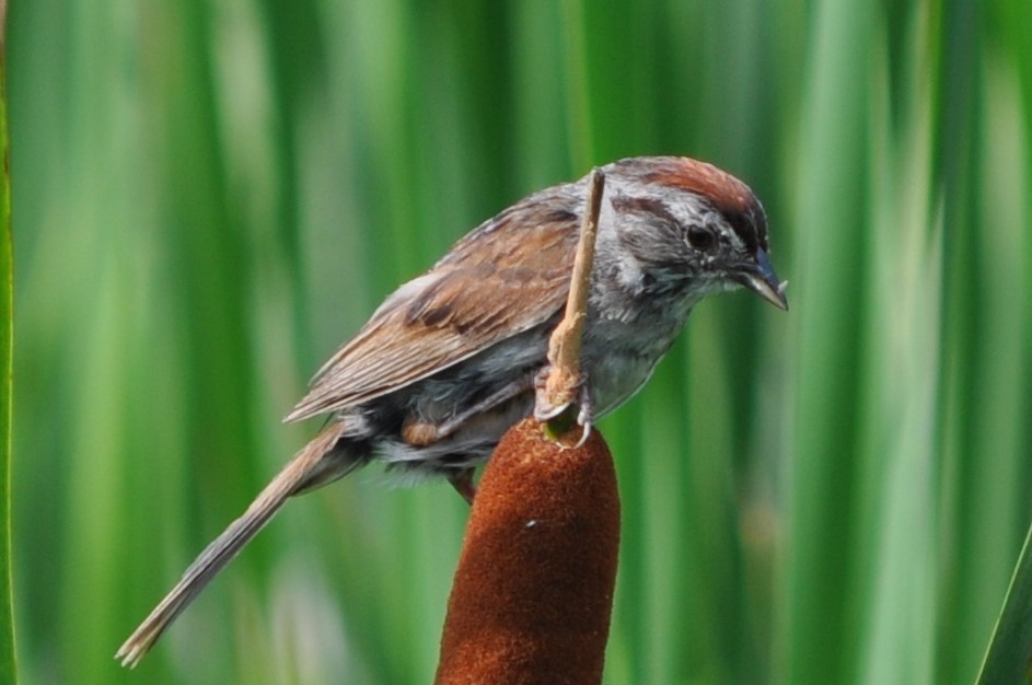 cootes 3.JPG
