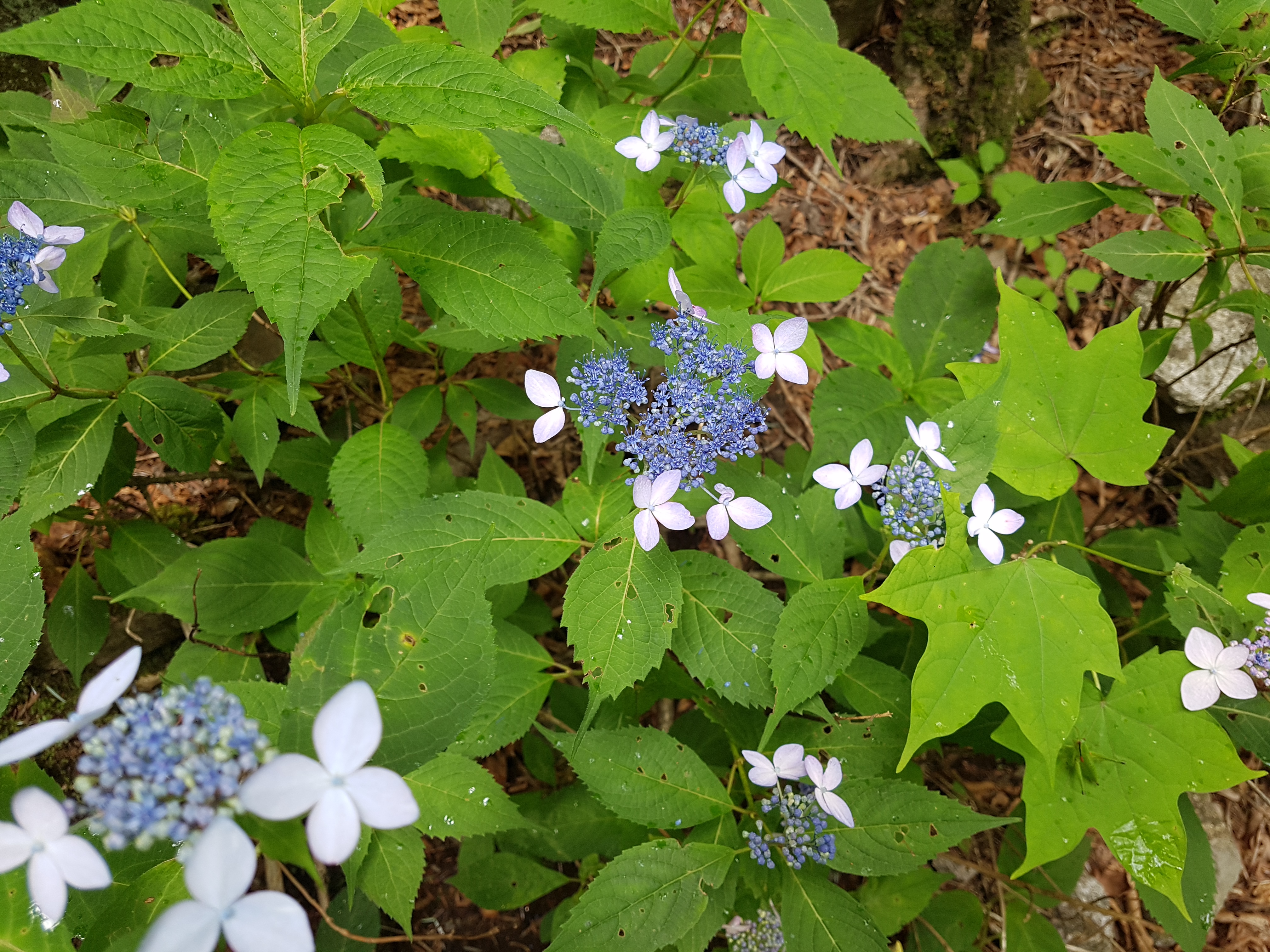 20190714_123831.jpg